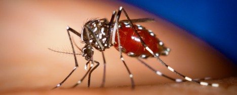 Za noc dokáže komár urazit až 10 kilometrů a může létat 4 hodiny bez přestávky rychlostí až 2 kilometry za hodinu.