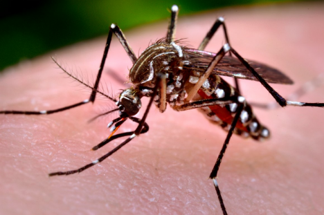 Šíření viru zika mají na svědomí komáři rodu Aedes, kteří sáním krve přenášejí kromě ziky také horečku dengue nebo žlutou zimnici.