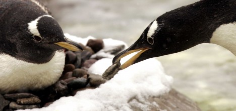 Tučňáci si staví hnízda z kamínků, ty jsou ale na pustých antarktických pláních nedostatkovým zbožím.