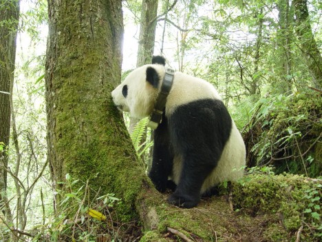 Obojek s navigací a přístroji umístěný na pandí krk vážil 1,2 kg a po dvou letech nošení samovolně odpadl.