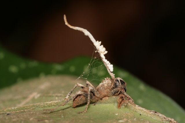 Houba úplně ovládá mravencovo chování.