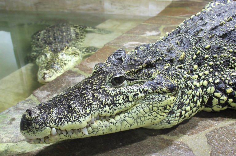 V Protivíně je na 22 druhů krokodýlů.