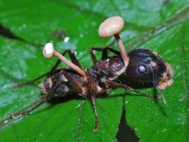 Houba udělá z mravence chodící mrtvolu.