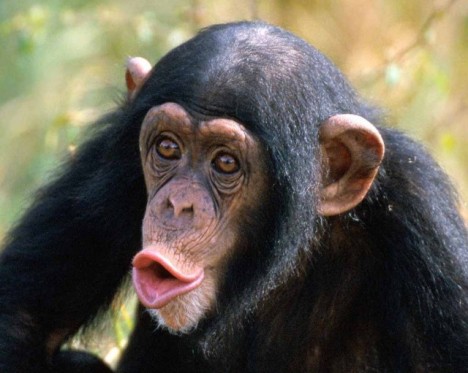 chimpanzee-photo-640x511