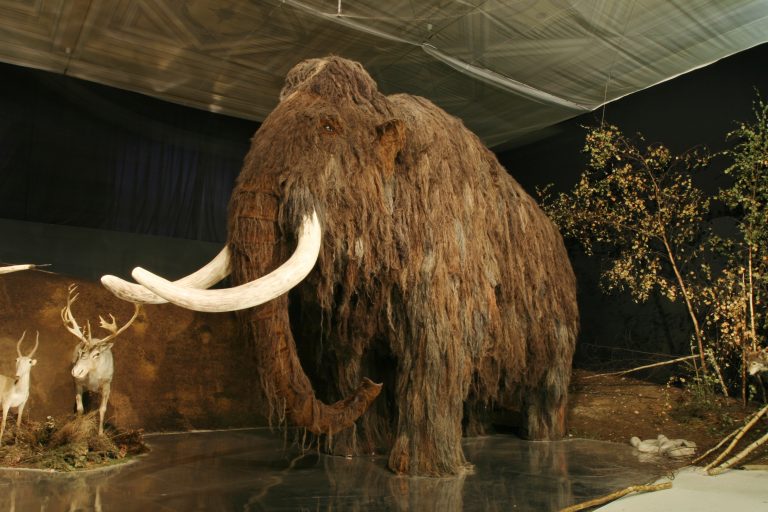 Je to už pěkných pár tisíc let, co po Zemi chodil poslední mamut.