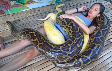Relaxace s klubkem hadů na těle Na indonéském ostrově Bali najdete lázně, kde k masáži těla používají krajty dlouhé od půl metru do 10 metrů. Aby si na vás náhodou obávaní škrtiči nechtěli smlsnout, maséři je krmí půl hodiny před každou procedurou. Účinky hadího plazení na lidském těle sice nejsou přesně prozkoumané, předpokládá se ale, že by měly mít velmi pozitivní vliv na metabolismus.