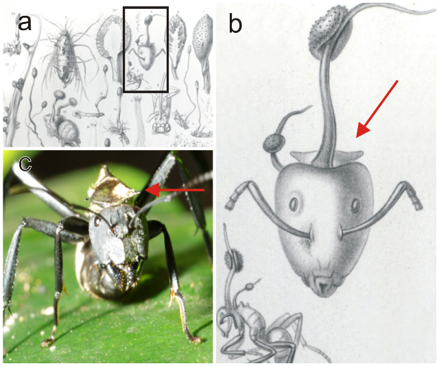 A. Houba napadne mravence. B. Jeho mrtvým tělem začnou prorůstat houbová vlákna. C. Vlákna prorazí exoskelet a na zátylku vyroste stopka plná výtrusů.