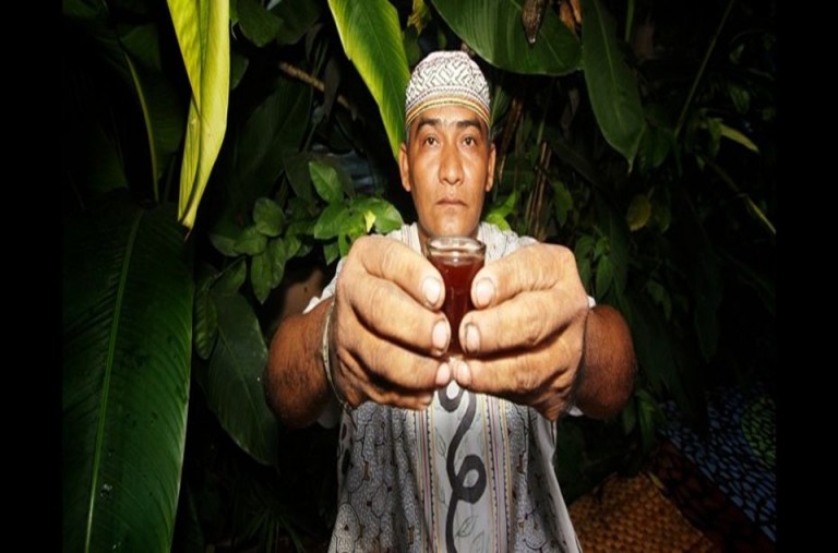 Šamani curanderos s pomocí rostliny léčí mnohé choroby.