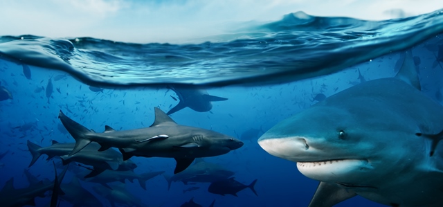 Žraloci tíhnou k místům s rychlými změnami teplot.