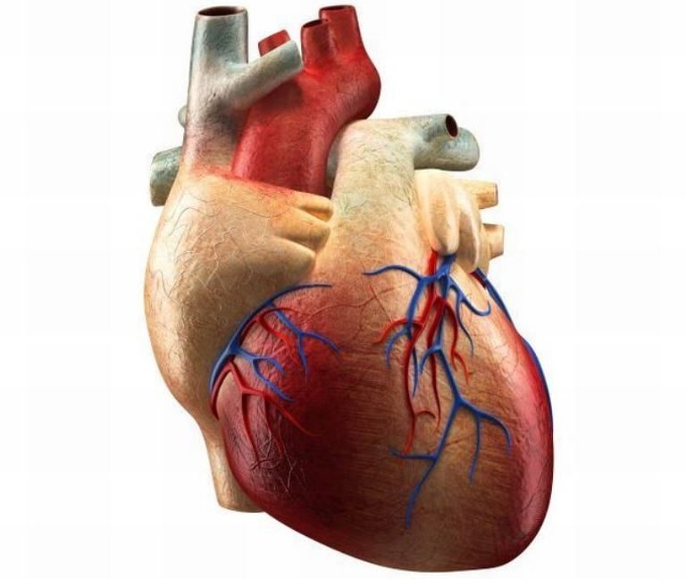 Když srdce nepumpuje dostatek krve, selhávají orgány.