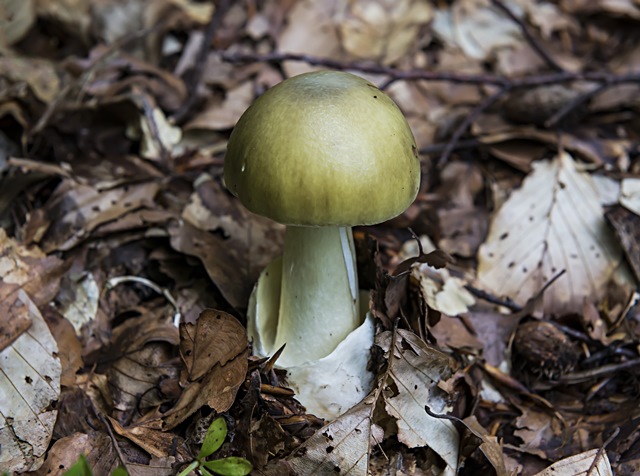 Muchomůrka zelená patří k nejjedovatějším houbám.