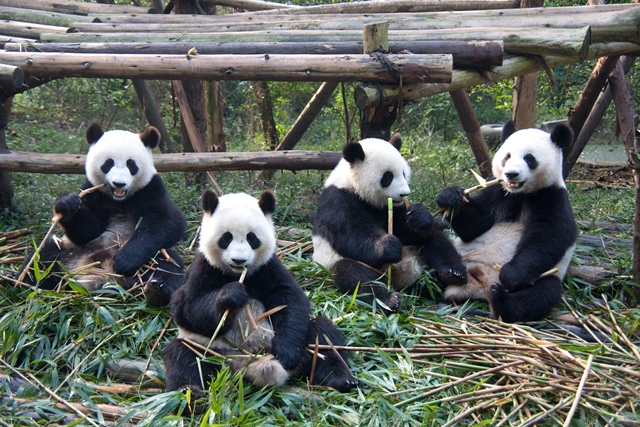 Panda z celulózy stráví pouze zlomek.