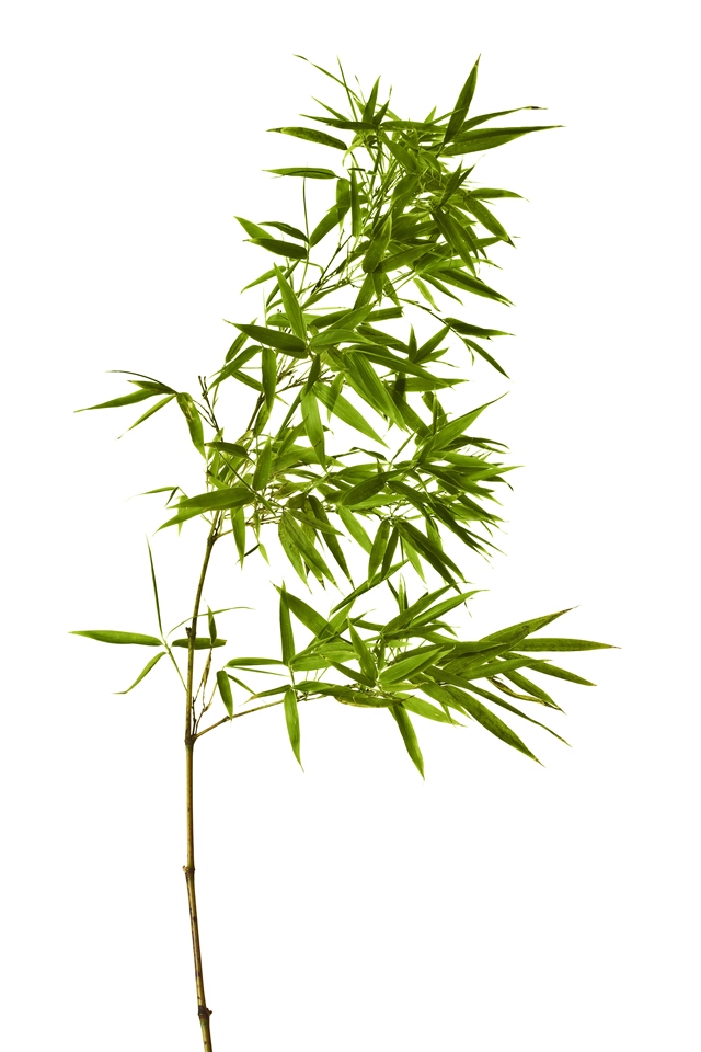 Bambus patří mezi výhradní jídlo pand.