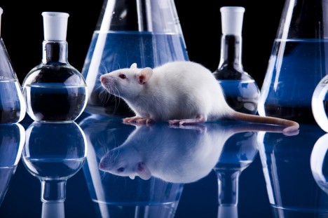 Správnost vědeckých teorií o vlivu sirtuinů na stárnutí se zatím podařilo prokázat při pokusech na myších.