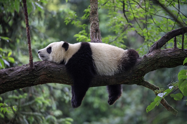 Pandám se na rozdíl od medvědům netvoří taková zásoba tělního tuku, aby mohly přes zimu spát.