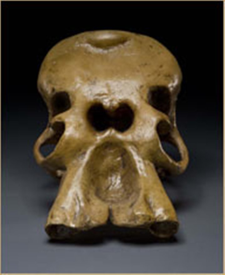 Na Sicilíi, kde měl kyklop pobývat, byly nalezeny lebky trpasličích mamutů. Mohly právě ony přispět k vytvoření mýtu o jednookých obrech?